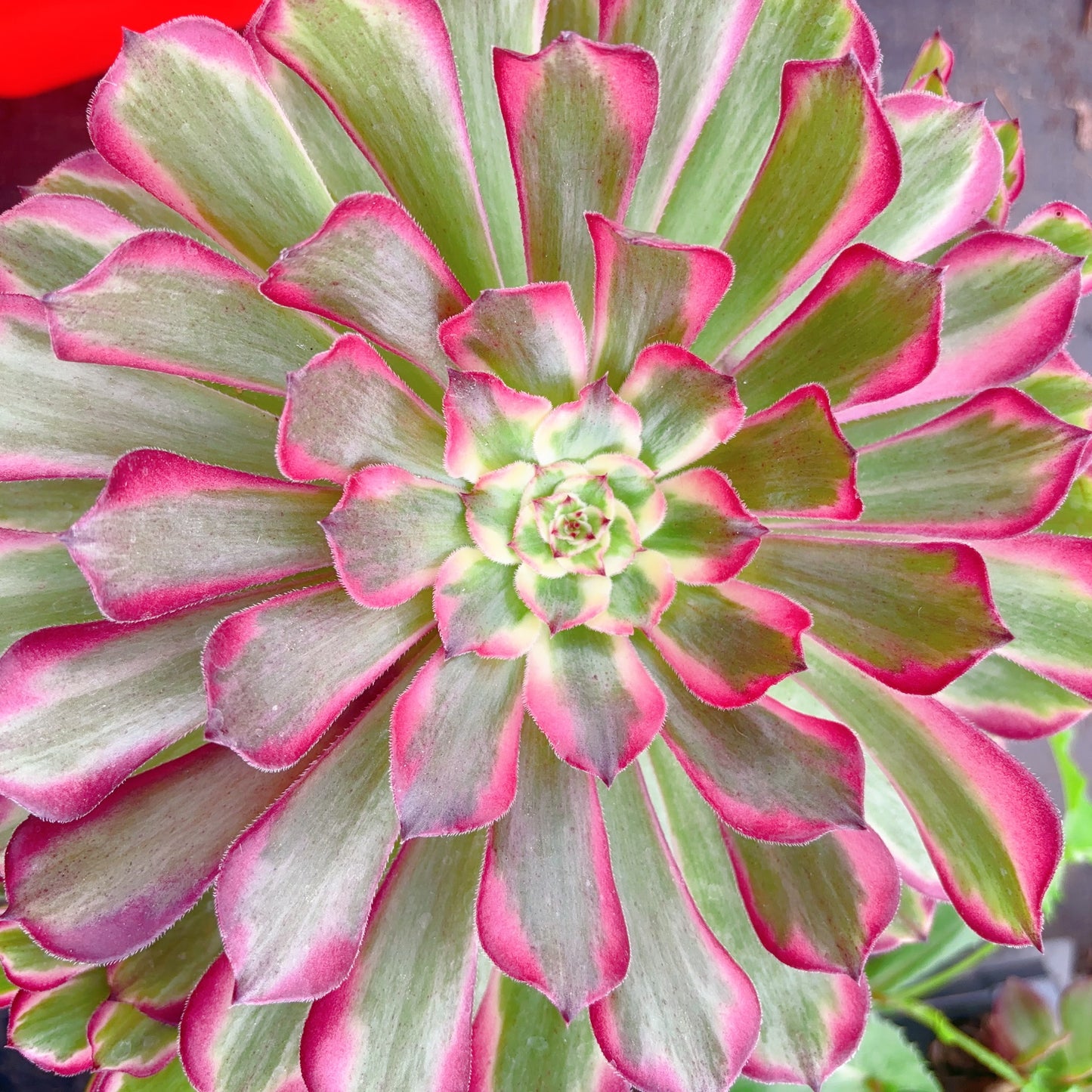 鲸落，Aeonium Fallen Whale，Cutting 10cm