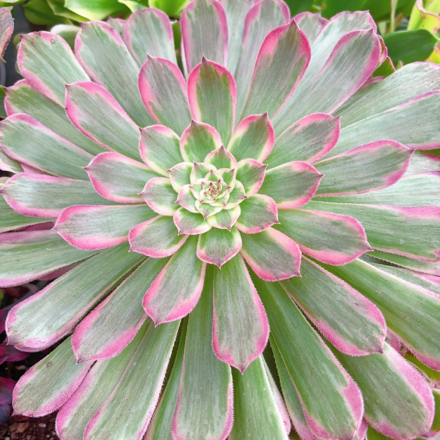 粉铜壶，Aeonium Zwartkin the Pink，Single Head 13cm