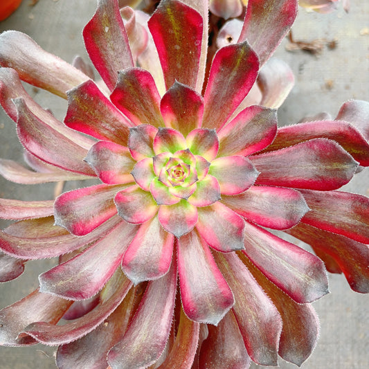 泰坦，Aeonium Titan，Cutting 10cm