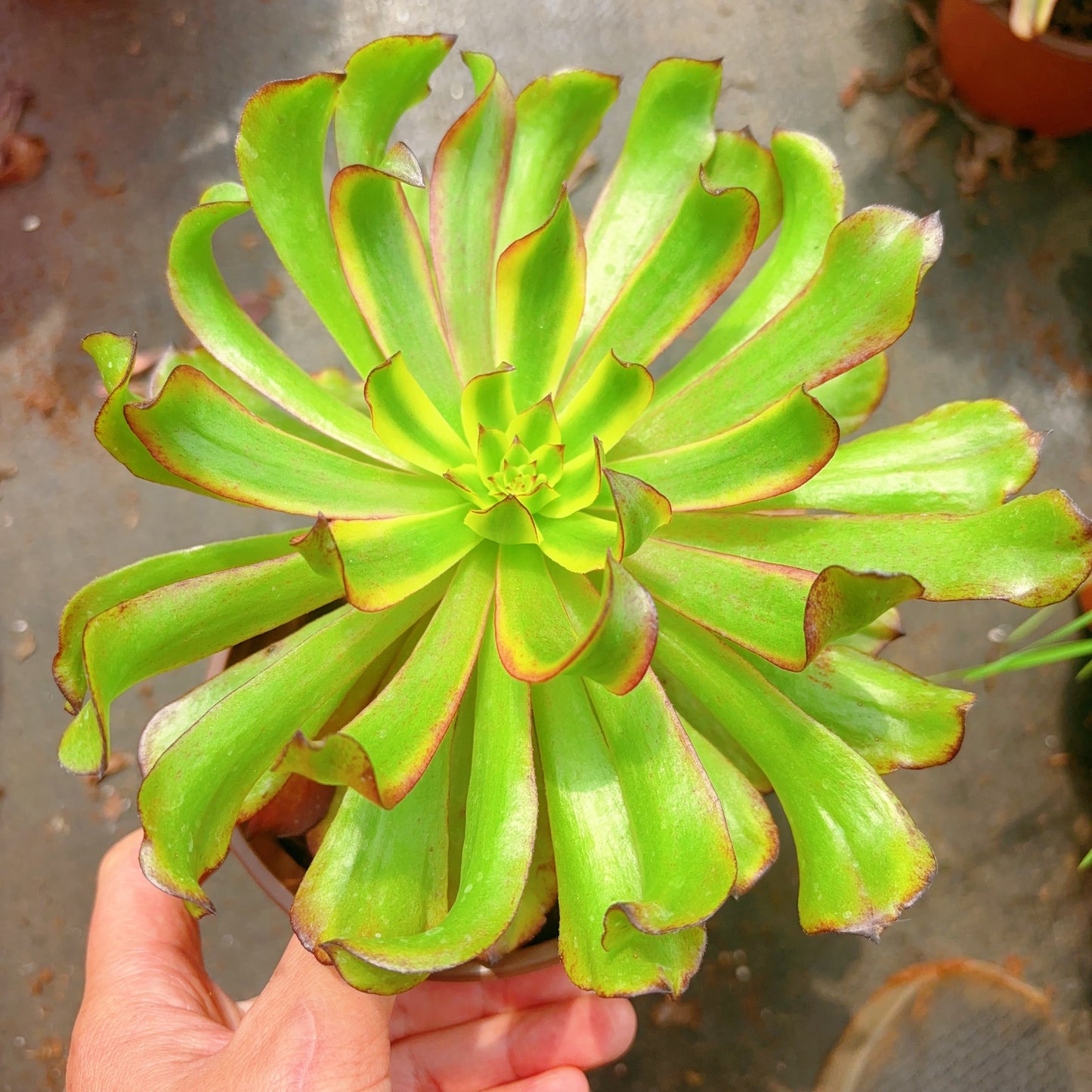 凌波仙子  Aeonium Limbo Fairy，Single Head With Root 13cm