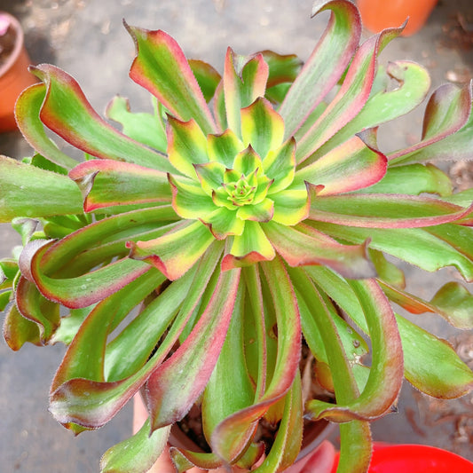 凌波仙子 Aeonium Limbo Fairy，Cutting 13cm