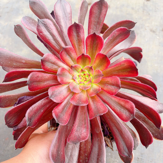 铜壶棕锦，Aeonium Zwartkin The Brown，Cutting 10cm