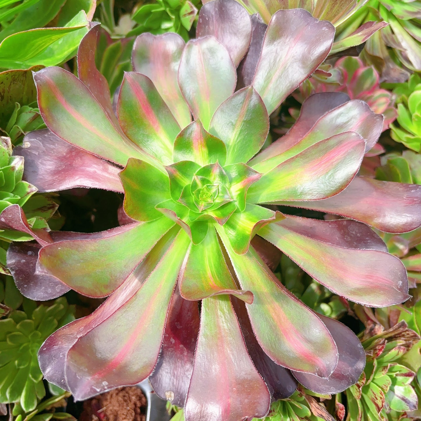 巫毒中斑，Aeonium Voodoo Middle Varigated，Cutting 15cm