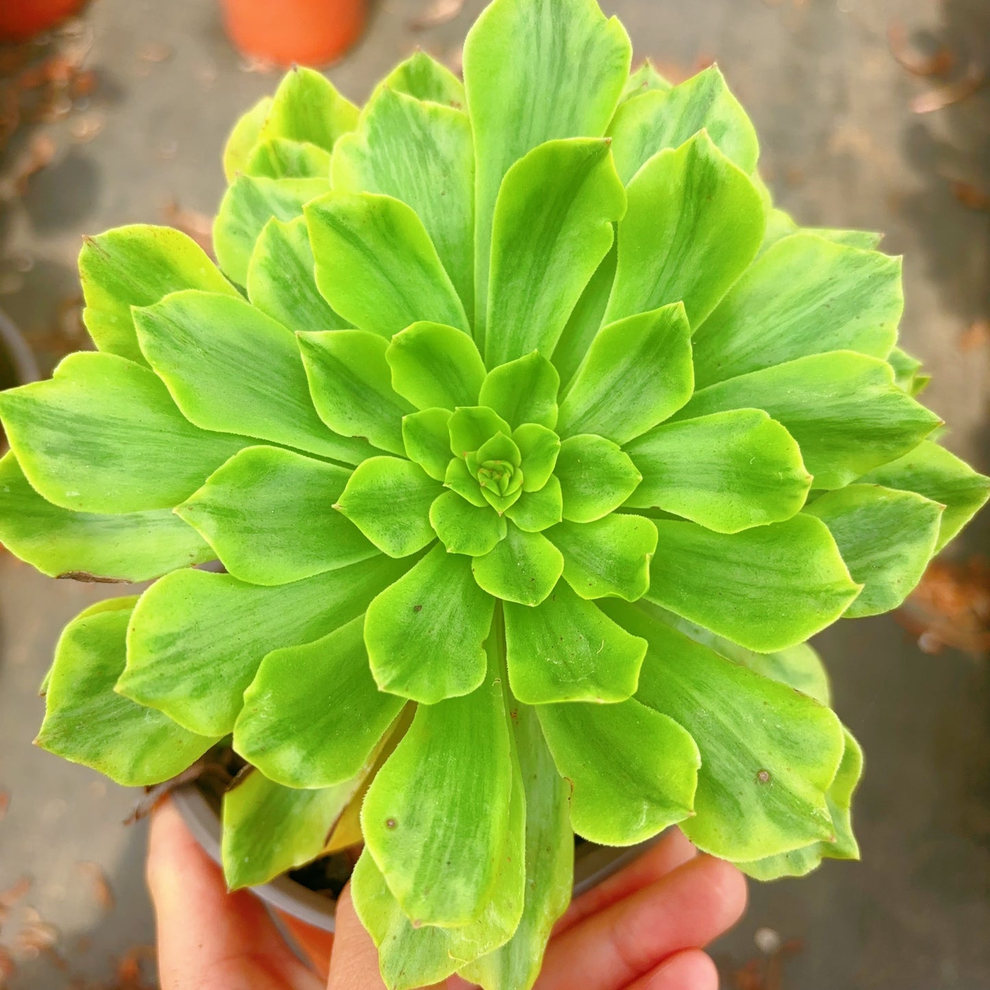 未命名，Aeonium Unnamed yet.It’s too tiring to name it, so let’s collect names for it.Cutting 10cm