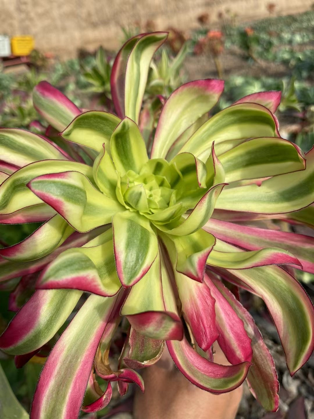 紫焰，Aeonium Purpul Flame/Voodoo Mutant，Cutting 20cm