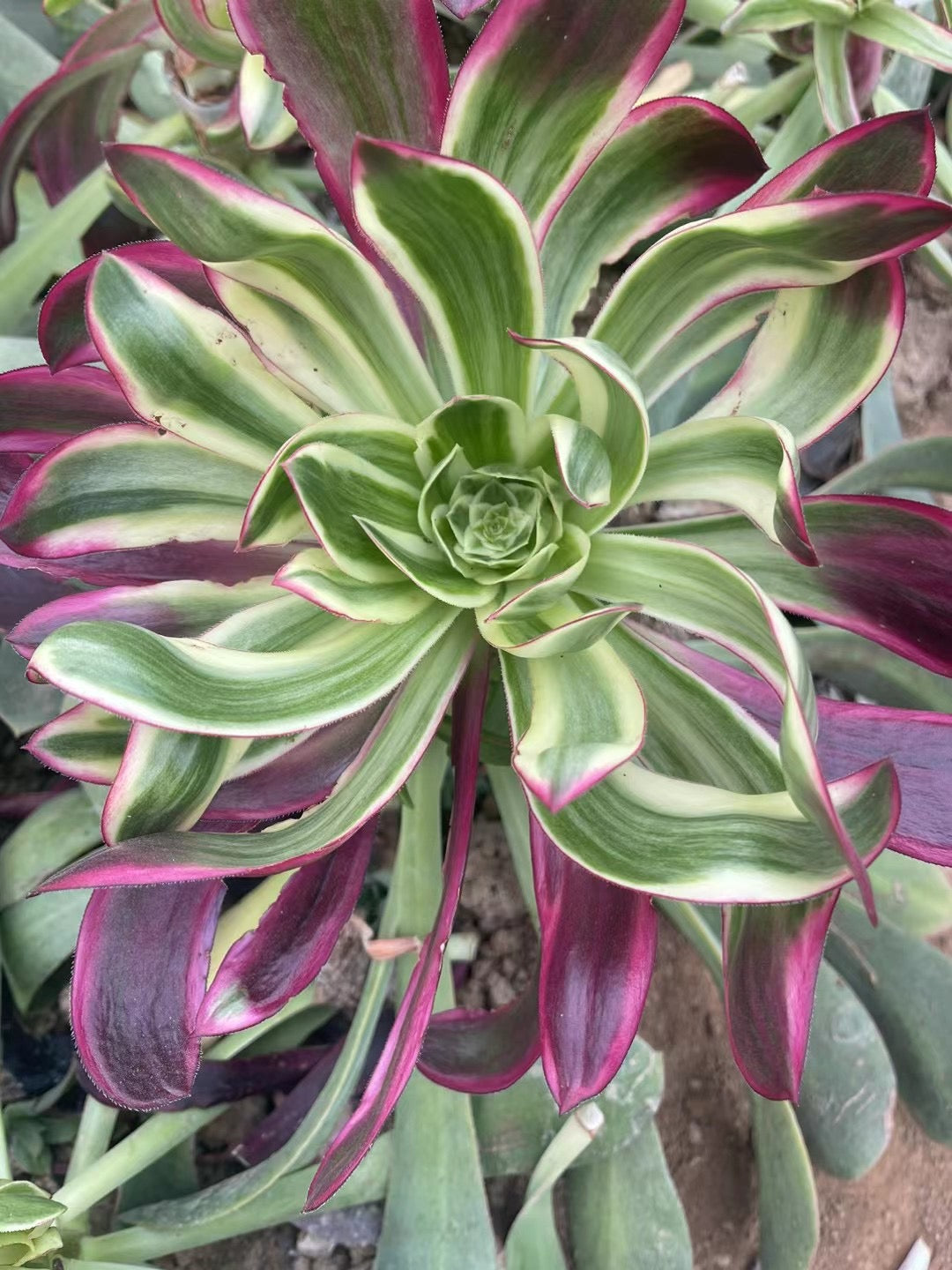 紫焰，Aeonium Purpul Flame/Voodoo Mutant，Cutting 20cm