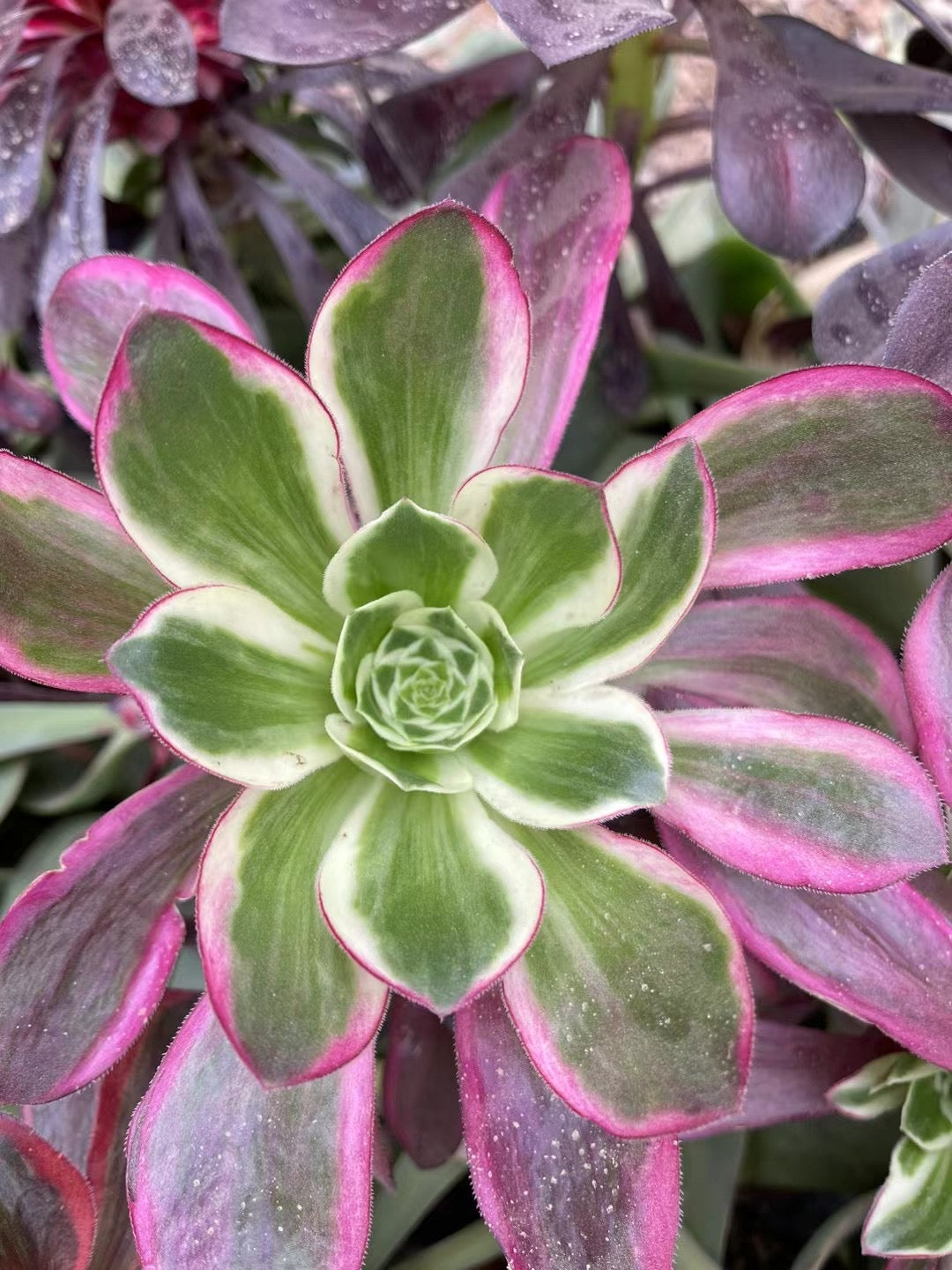 紫焰，Aeonium Purpul Flame/Voodoo Mutant，Cutting 20cm