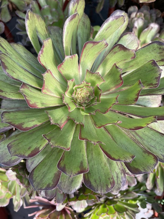 墨黛，Aeonium Mo Dai，Cutting 10cm