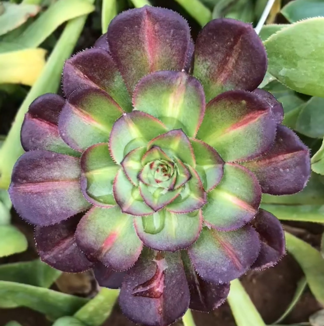 Aeonium Mocha，Cutting 10cm