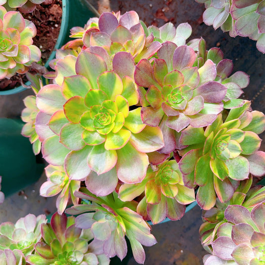 霓虹群，Aeonium Neom，Cluster 25cm At Least 8 heads