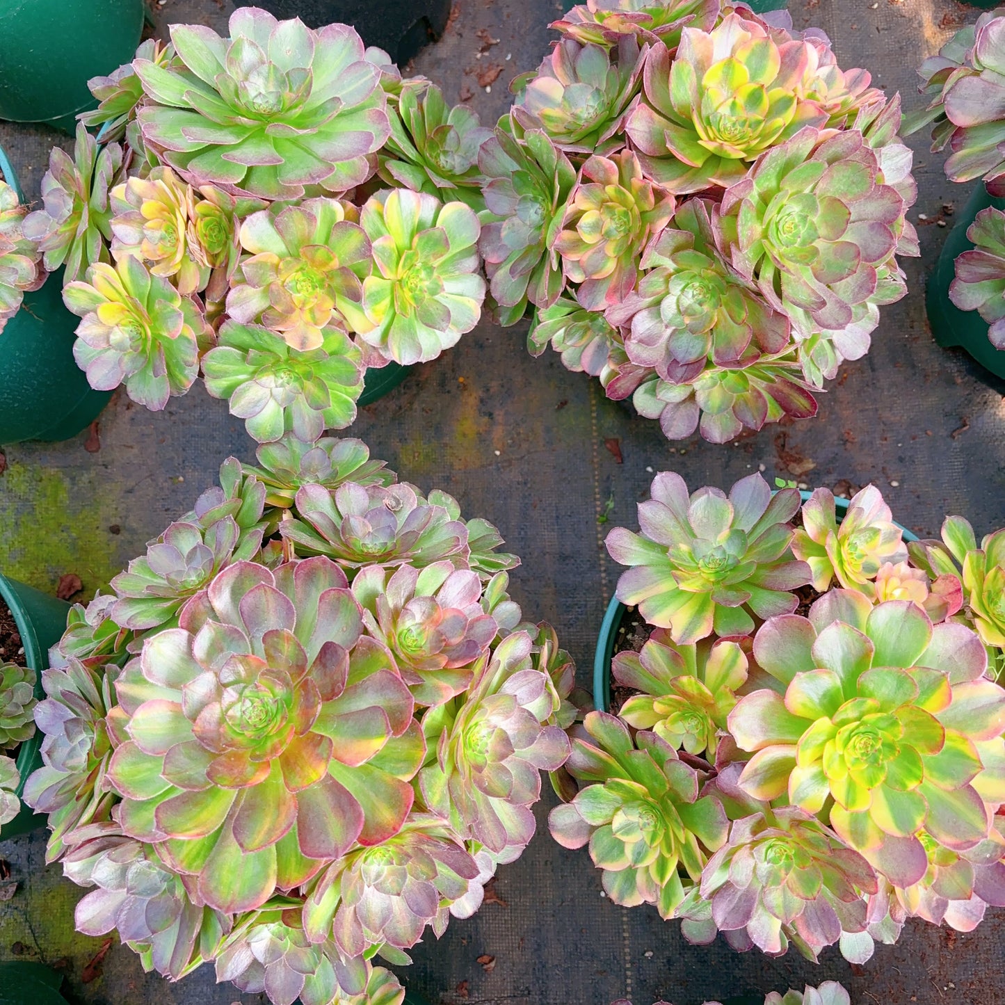 霓虹群，Aeonium Neom，Cluster 25cm At Least 8 heads