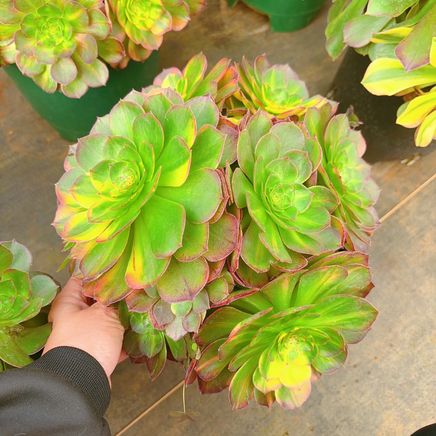 霓虹群，Aeonium Neom，Cluster 25cm At Least 8 heads