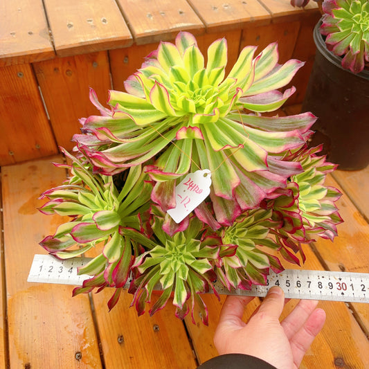 Unique！！No.241102-12.Aeonium Tian He，Cluster.Sizes Shown in Photos.