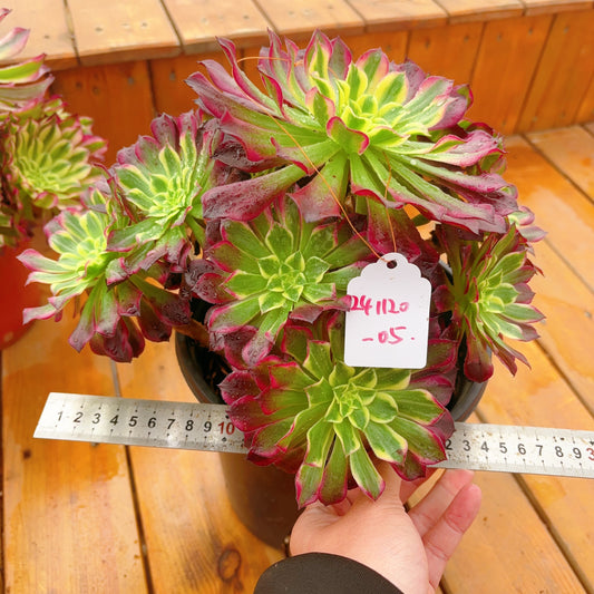 Unique！！No.241102-05.Aeonium Tian He，Cluster.Sizes Shown in Photos.