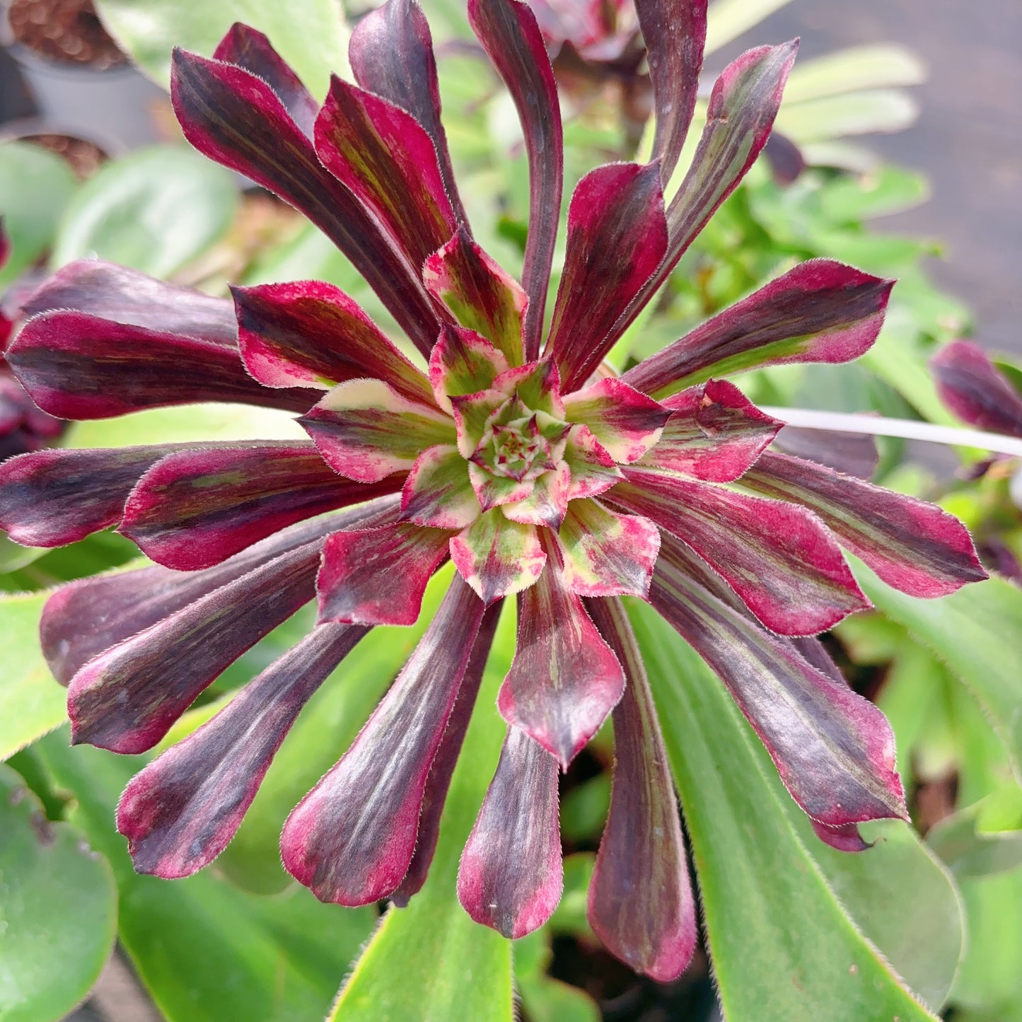 铜花，Aeonium Copper Flower，Cutting 10cm