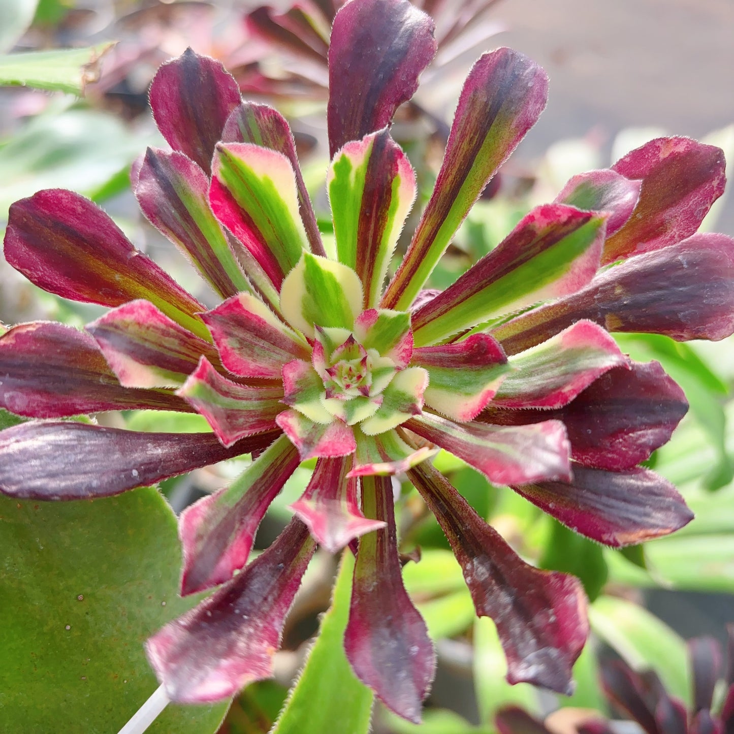 铜花，Aeonium Copper Flower，Cutting 10cm