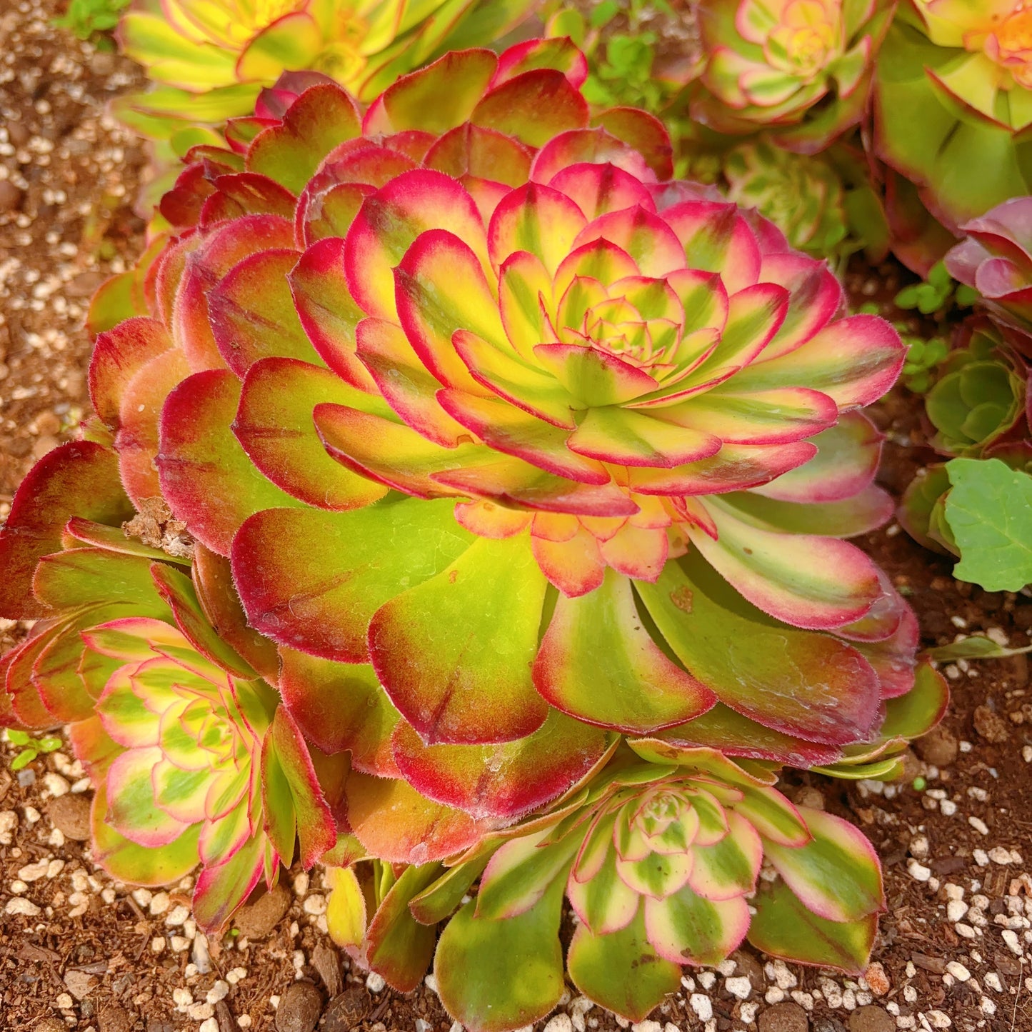 荔枝群生，Cluster Aeonium Lichi，At Least 6 heads，20-25cm