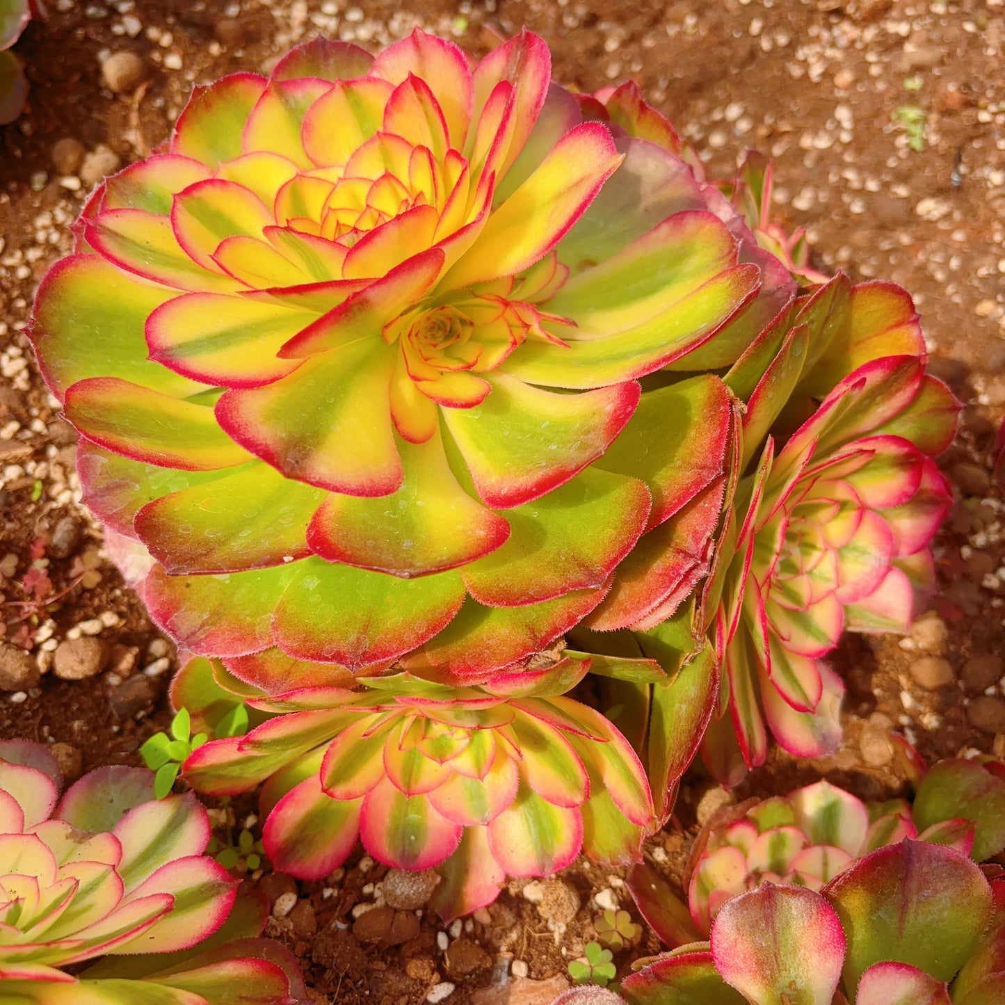 荔枝群生，Cluster Aeonium Lichi，At Least 6 heads，20-25cm