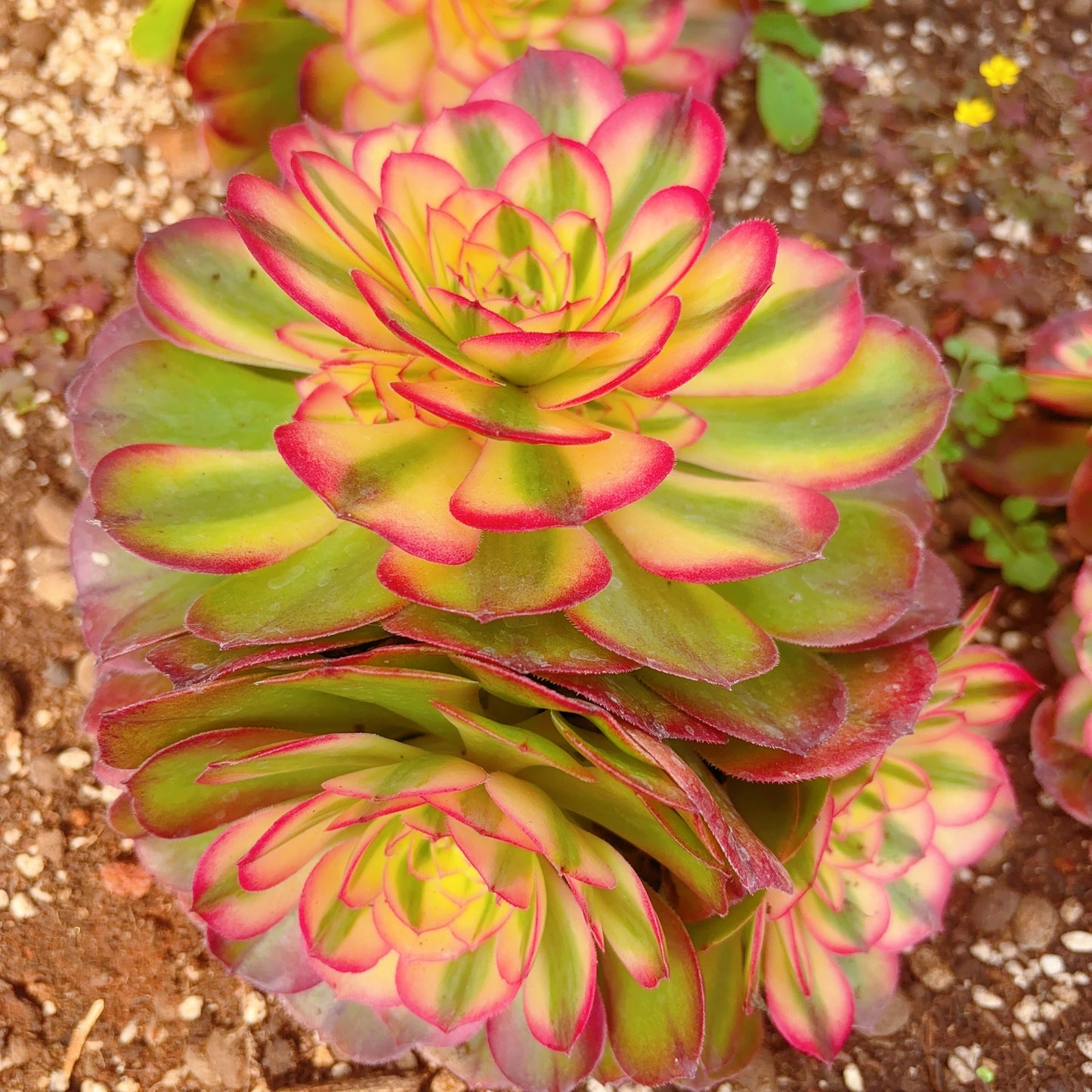 荔枝群生，Cluster Aeonium Lichi，At Least 6 heads，20-25cm