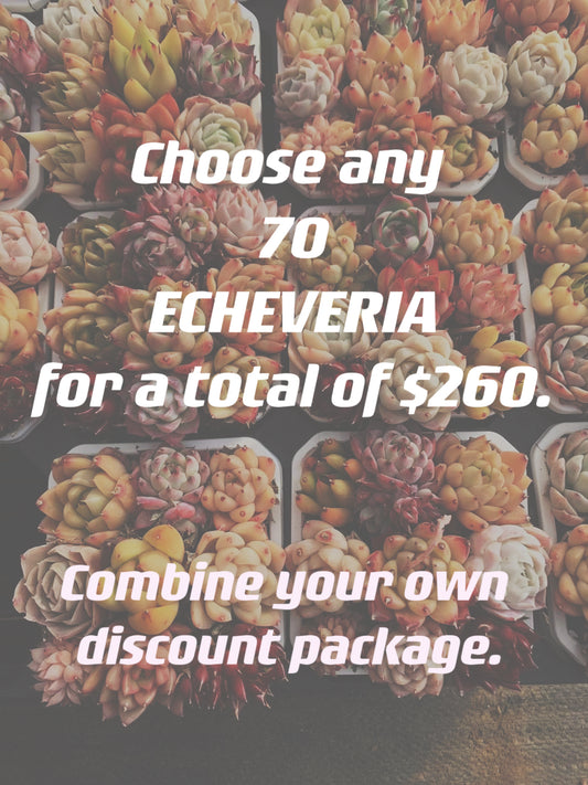 Sale！！！Choose any 70 ECHEVERIA for a total of $260.Combine your own discount package.