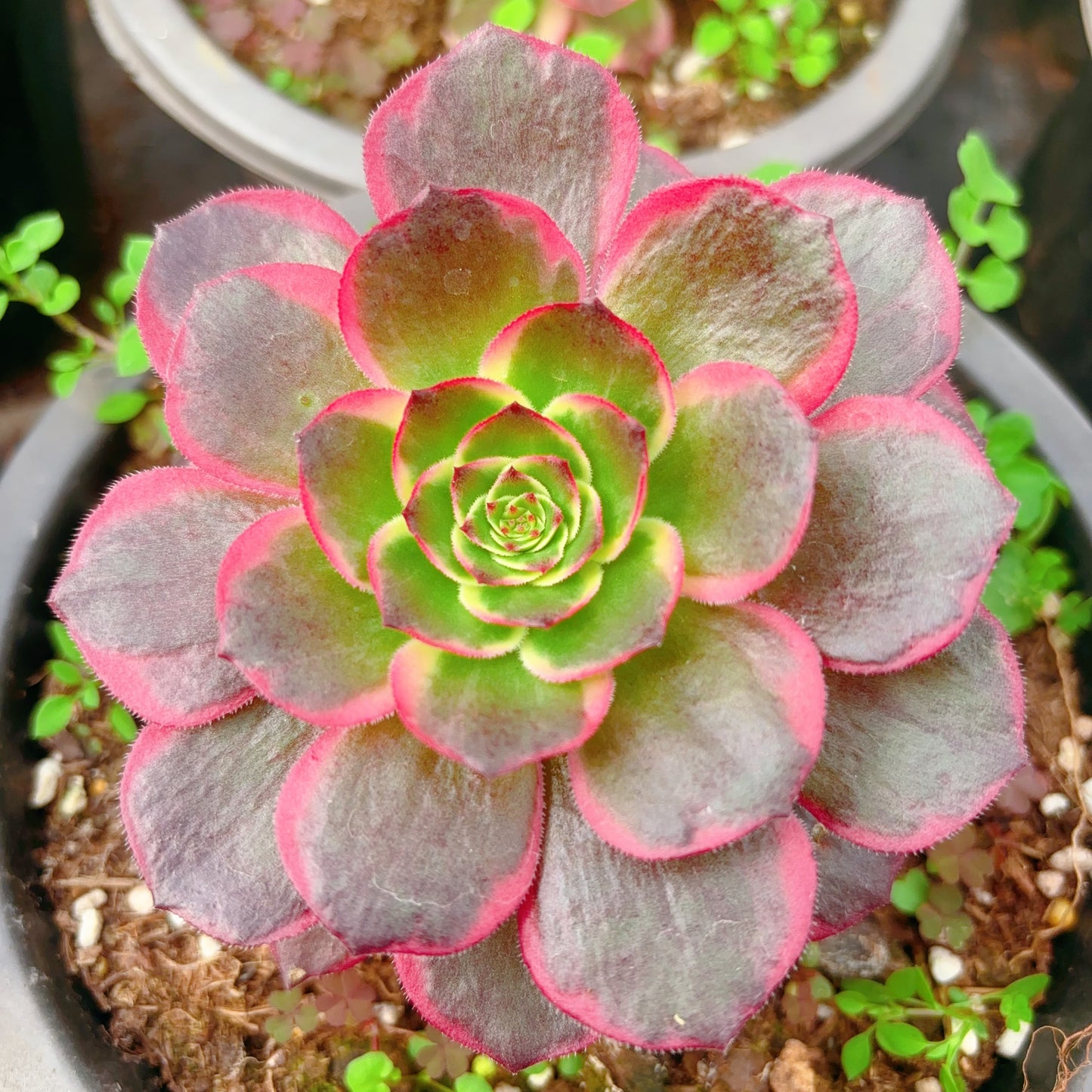 夜宴，Aeonium Evening Banquet，Single Head，13cm