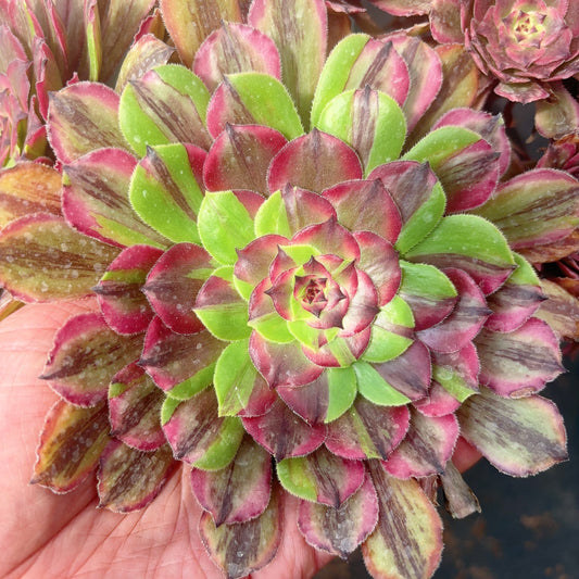 花脸粉黛Poker Face Aeonium Pink Daisy，Cutting 10cm