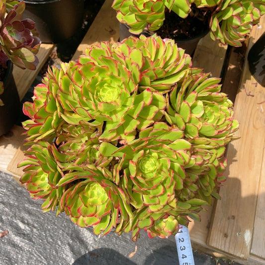 Pre-Sale!! Shipping in September!!!潘多拉捧花群Bouquet-Shaped Aeonium Pandora，Bouquet-Shaped Cluster At least 10 Heads 20-25cm