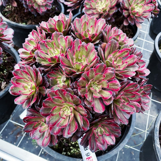 Pre-Sale!! Shipping in September!!!紫霞捧花群Bouquet-Shaped Aeonium Purple Glow，Bouquet-Shaped Cluster At least 12 Heads 20-25cm