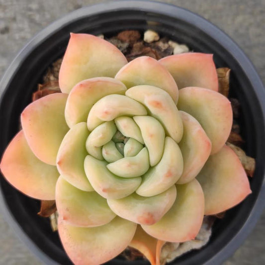 奶油泡芙Echeveria Cream Puff，Single head 9 cm Pot