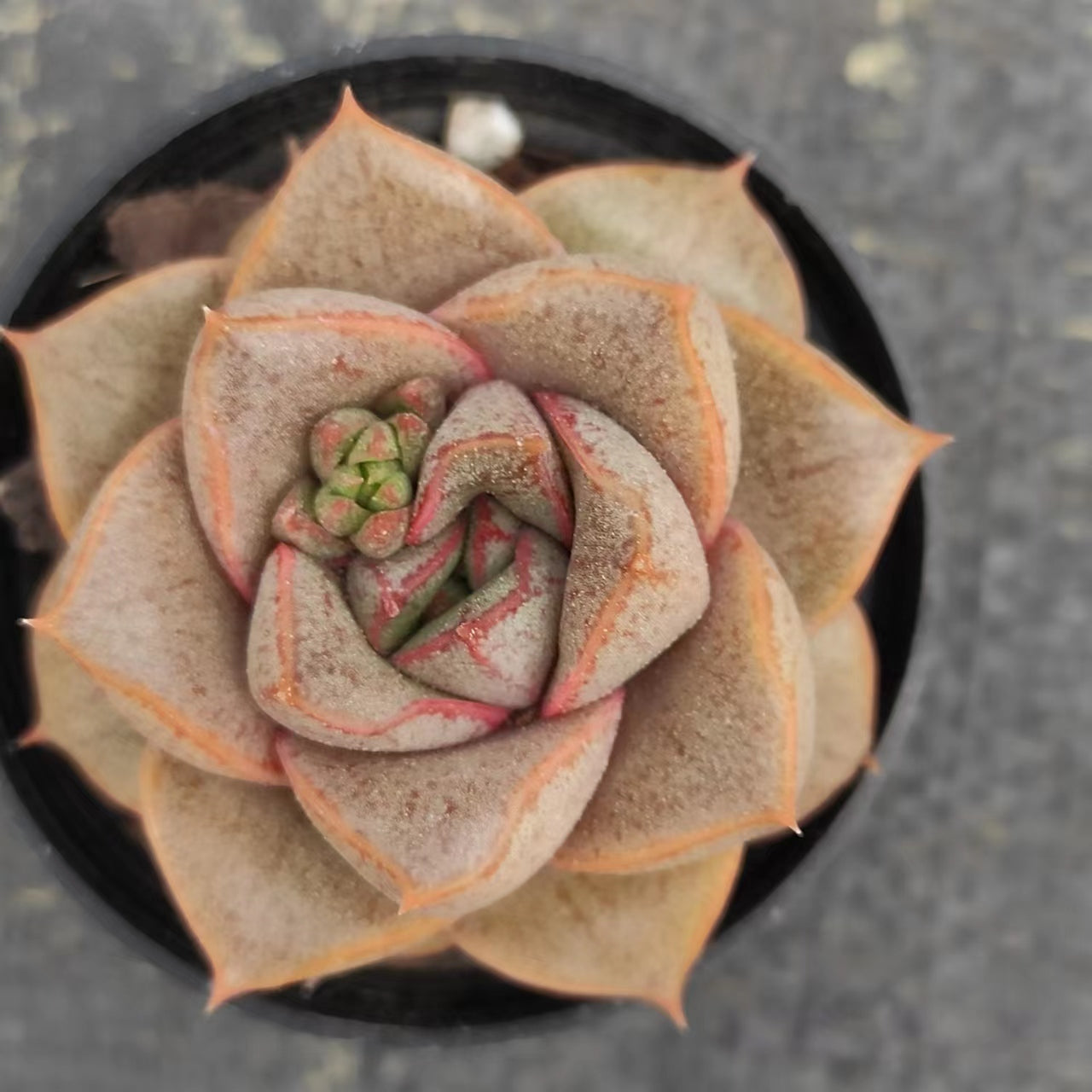 大和锦Echeveria Purpusorum，Single Head 5.5 cm Pot