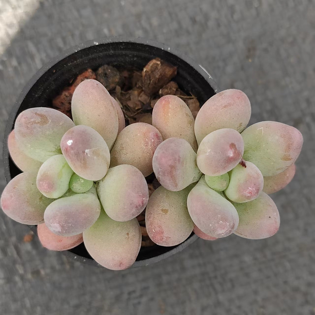 苹果奶双头Echeveria Apple Milk，2 heads 5.5 cm Pot