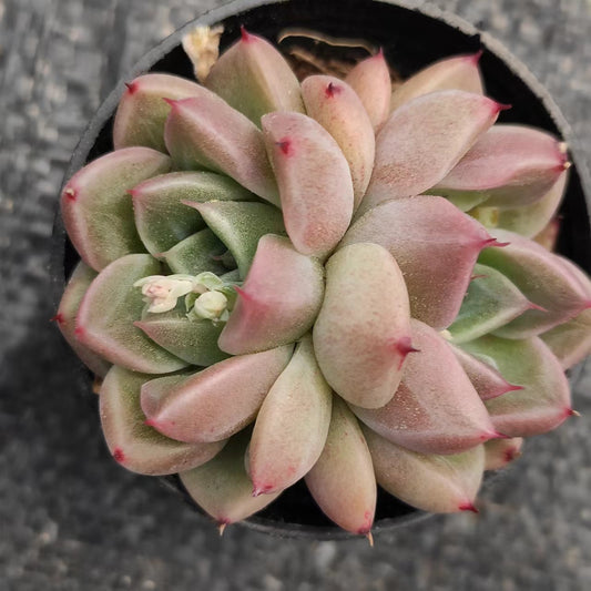 石英双头Echeveria Echeveria，2 heads 5.5 cm Pot