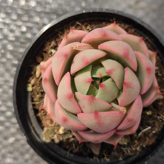 苯巴Echeveria Ben Badis,Single Head 5.5 cm Pot