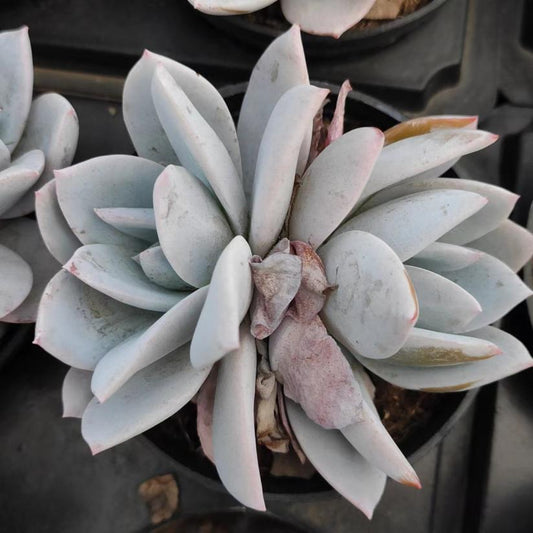 白莲 Echeveria White Lotus,2 heads 7 cm Pot