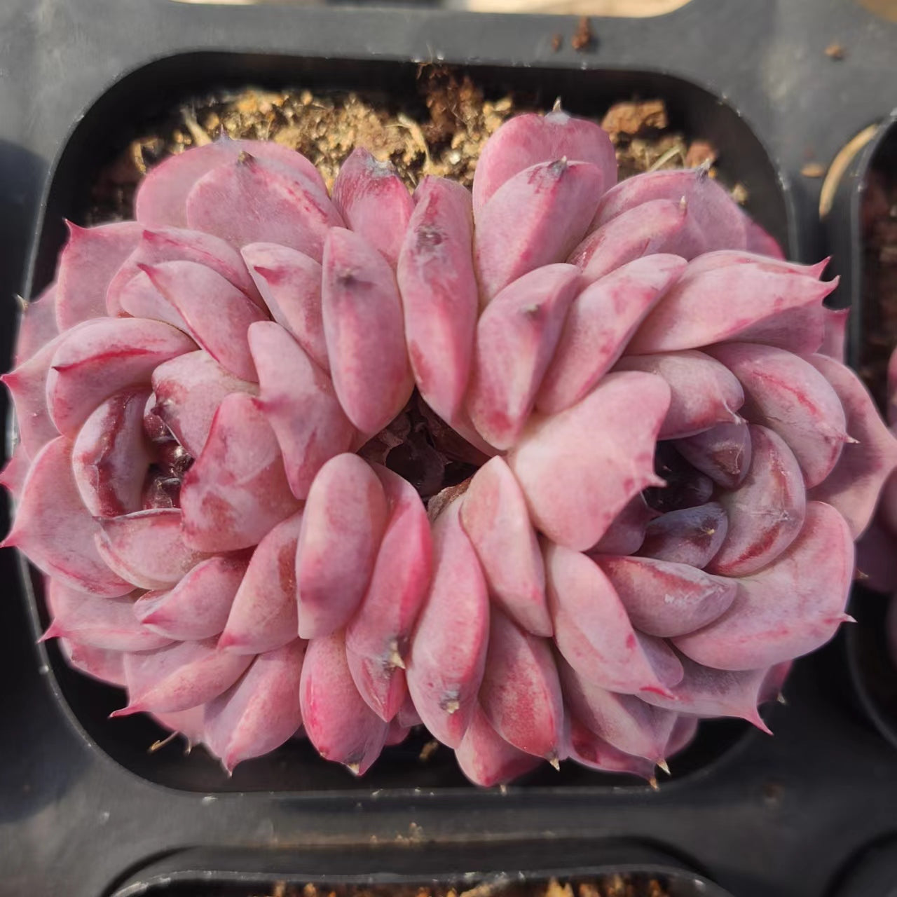 天鹅绒双头Echeveria Velvet,2 Heads 7 cm Pot