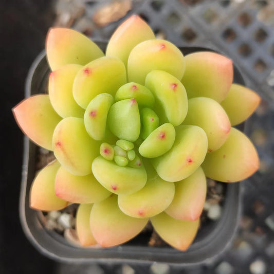 香格里拉单头Echeveria Shangri-La,Single Head 7 cm Pot