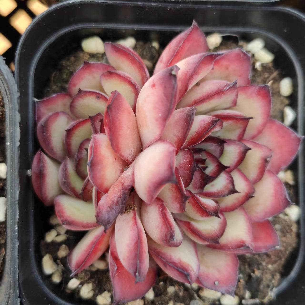 灵隐双头Echeveria Mexican Pulidonis,2 Heads 7 cm Pot