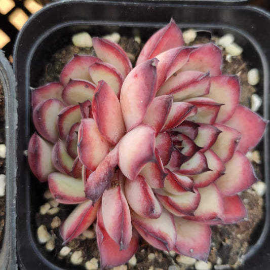 灵隐双头Echeveria Mexican Pulidonis,2 Heads 7 cm Pot