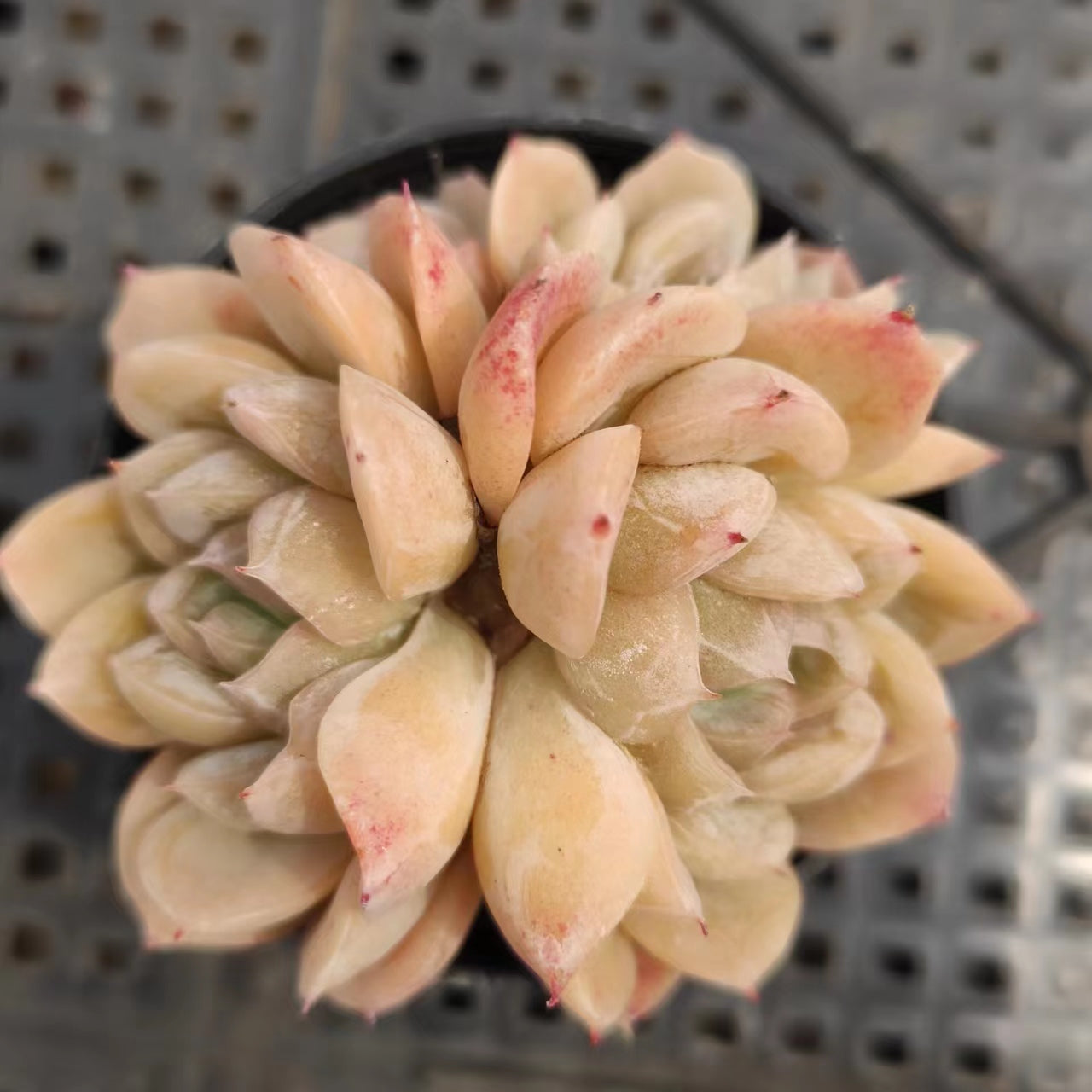 艾莎群Echeveria Elsa，Cluster 5.5cm Pot