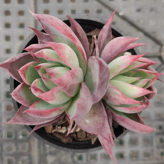 惊鸿仙子双头Echeveria Jinghong Fairy，2 Heads 5.5cm Pot