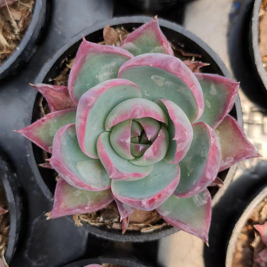 惊鸿仙子Echeveria Jinghong Fairy，Single Head 5.5 cm Pot