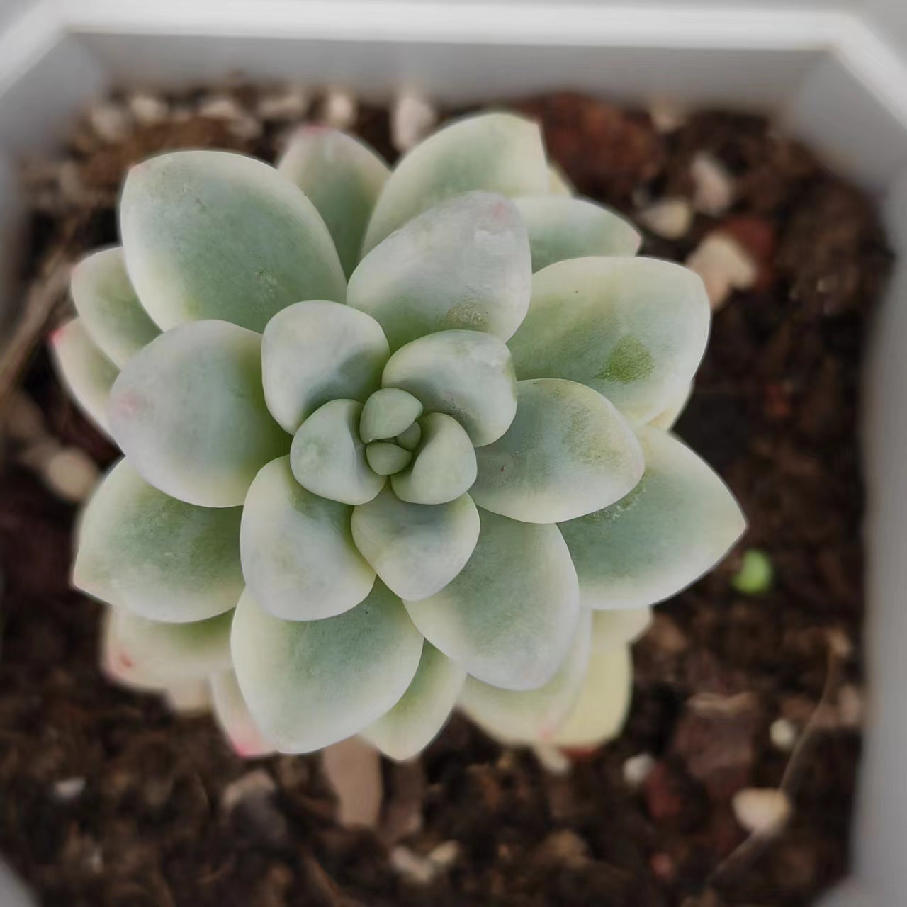 劳尔锦Varigated Echeveria Laurel，Single Head 7 cm Pot