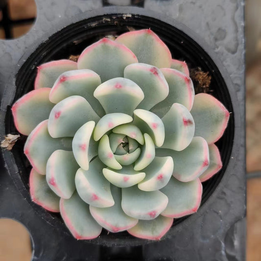 姬莲锦Varigated Echeveria Minima .Single Head 6 cm Pot