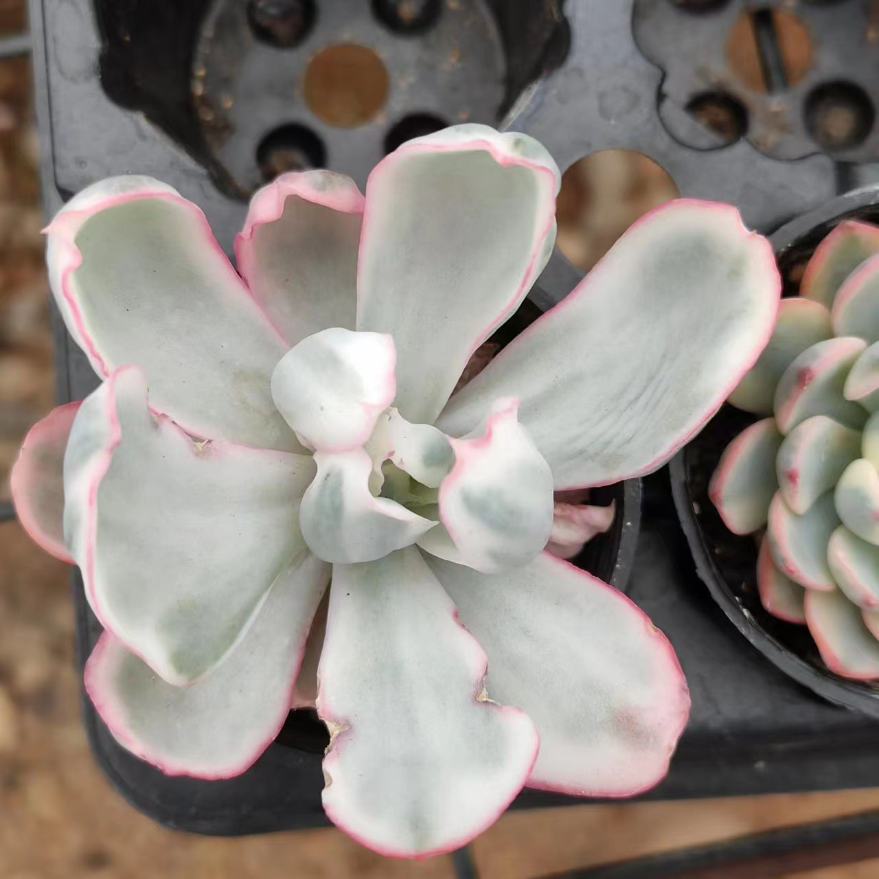 伯克利锦Varigated Echeveria Berkeley .Single Head 5.5cm Pot