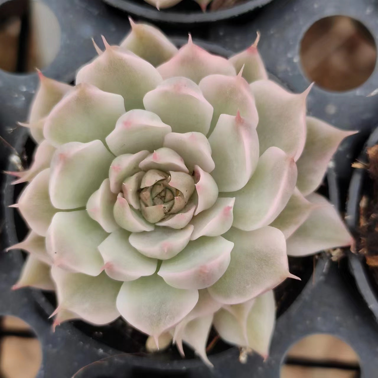 玛格丽特锦Varigated Echeveria Margaret Martin.1-2 Heads， 7 cm Pot