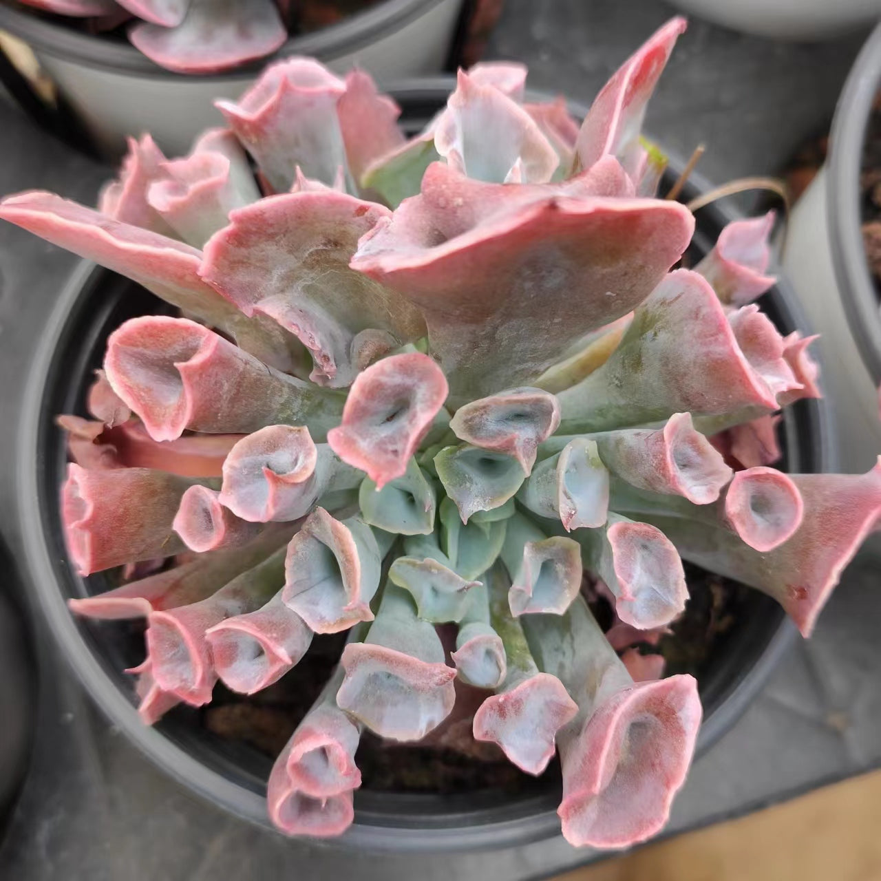 魔笛Echeveria Pinky Nose，Single Head 9 cm Pot