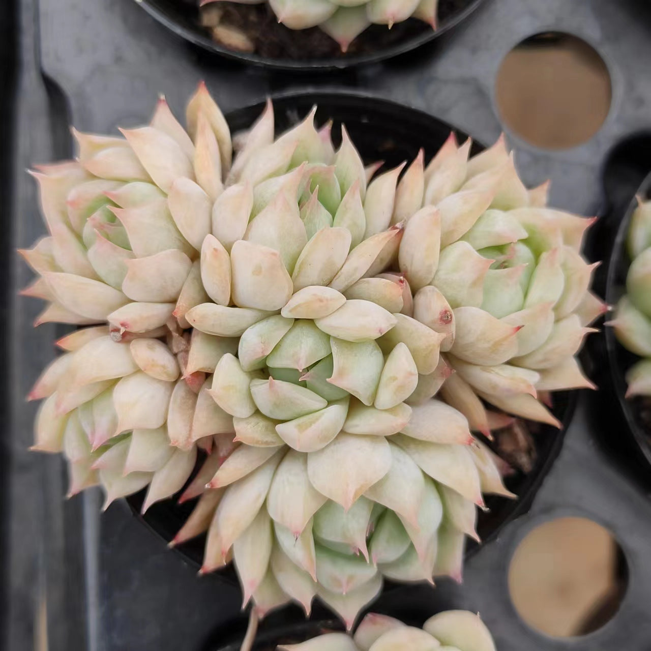 蒂比群Echeveria Tippy，Cluster 5.5 cm Pot