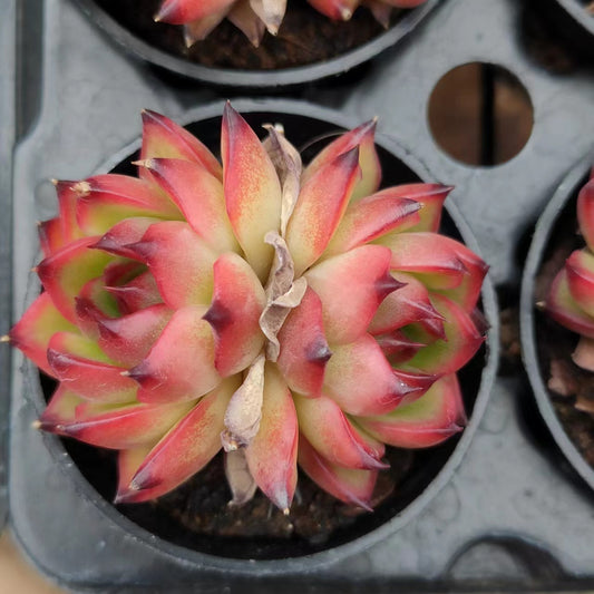 月亮石Echeveria Moon Stone，2 Heads 5.5cm Pot