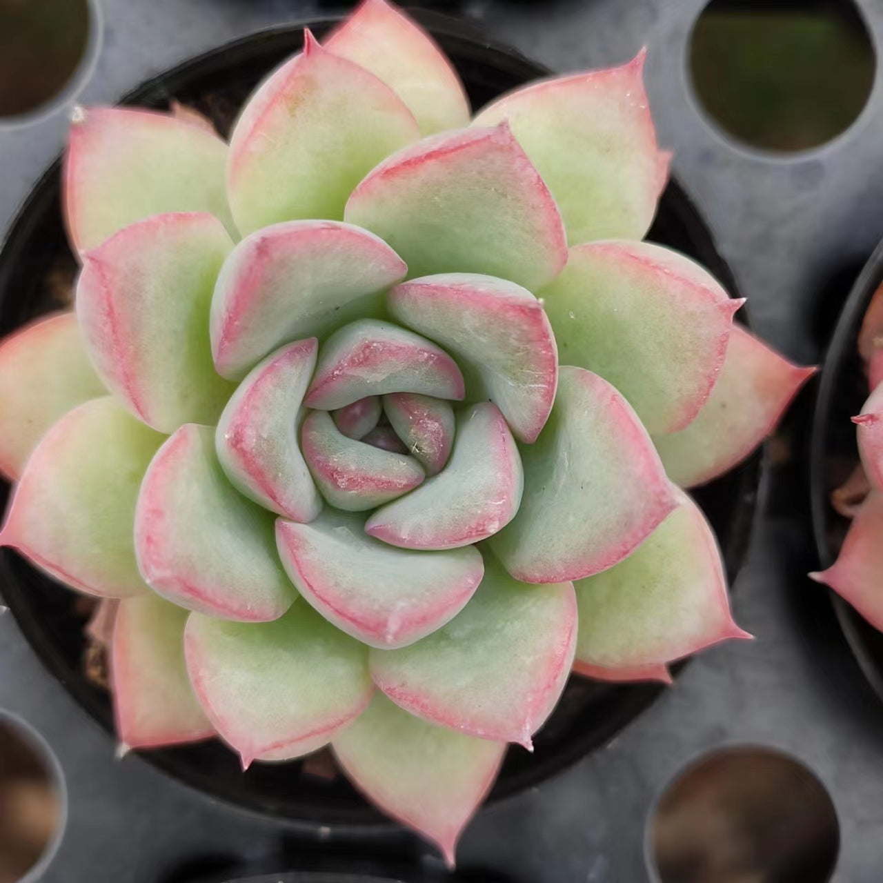 荷花Echeveria Lotus，Single Head 5.5cm Pot