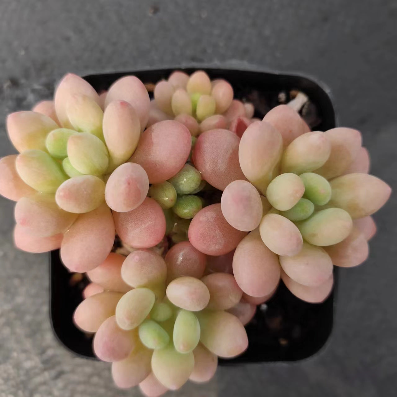 鱼子酱 Echeveria Caviar，Cluster 7 cm Pot